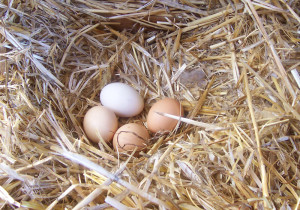 chicken eggs vary in color
