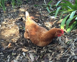 Isa Brown chicken - one of many breeds of chicken