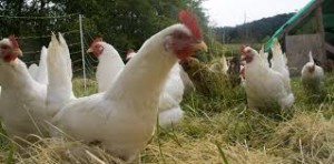 Chickens Love a Field for Foraging