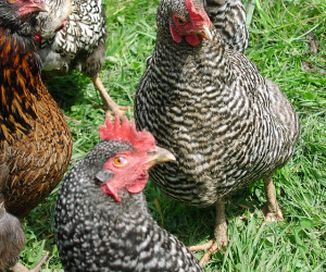 Barred Rock Chickens are popular amongst chicken breeds