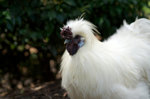 Silkie Roosters are very protective of their hens