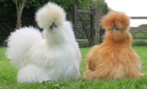 Silkie Chickens are one of the best chicken breeds for pets